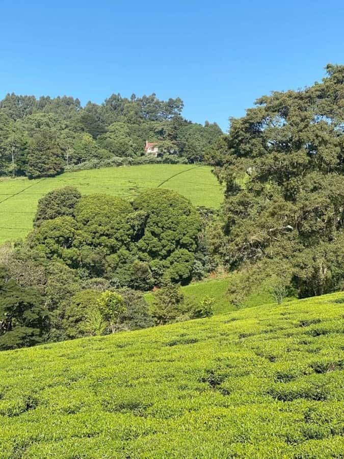Day Tour to Fairview Coffee Farm - Garden Coffee Service: The Cozy Finish (Cookies, Milk, and a Slower Pace)