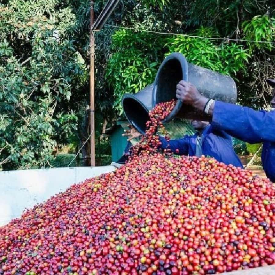 Day Tour to Fairview Coffee Farm - Price and Value: $50 Tour Cost Plus the $30 Entrance Fee