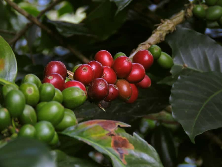 Day Tour to Fairview Coffee Farm - Getting to Kiambu: Quick Nairobi Pickup, Short Ride Out