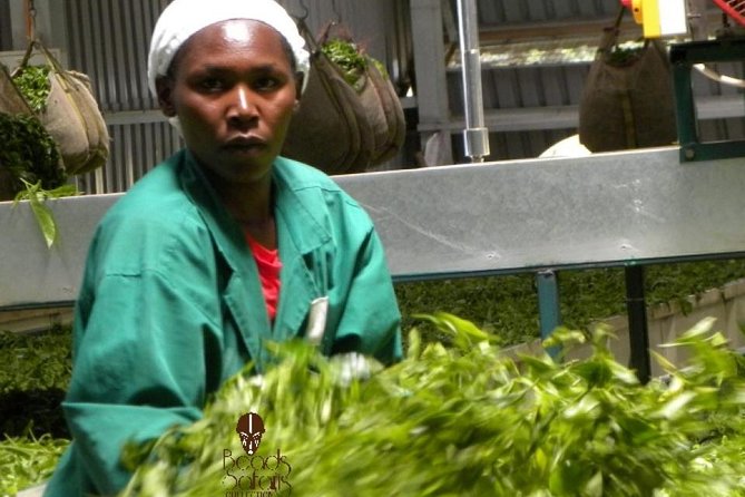 Day Tour To Kiambethu Tea Farm in Limuru - The 9:45am pickup drive: where the day starts to feel local