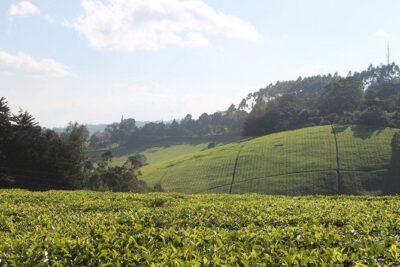 Day Tour To Kiambethu Tea Farm in Limuru - Tea in the field: seeing the crop up close (and hearing the process)