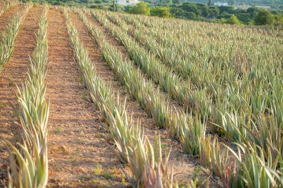 Discover Aloe: A Farm Walk & Workshop - Key things I’d focus on