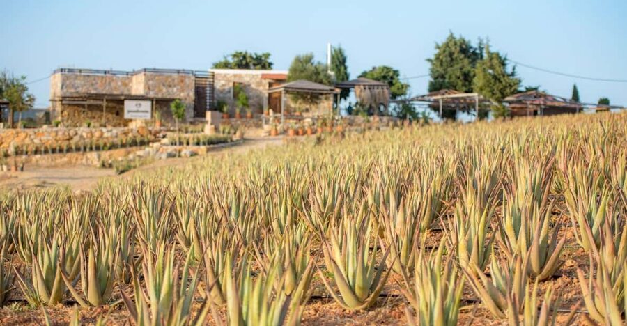Discover Aloe: A Farm Walk & Workshop - The Workshop: From Fresh Aloe to Your Own Essential Blend