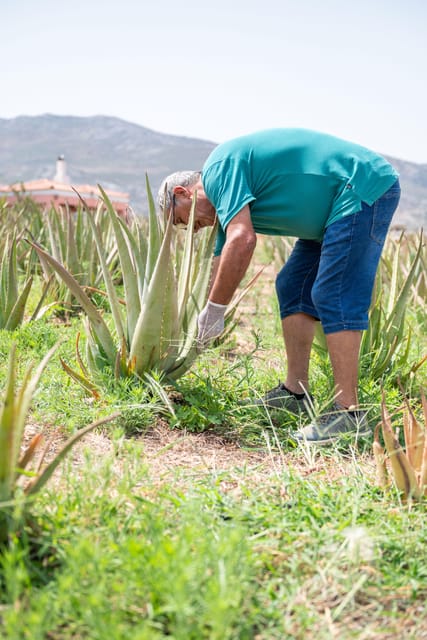 Discover Aloe: A Farm Walk & Workshop - Welcome Drink, Elixir, and the Take-Home Piece