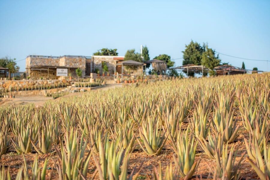 Discover Aloe: A Farm Walk & Workshop - Walking Through Puli Village Aloe Fields