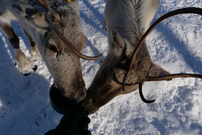 Discover Inari: Reindeer Farm, Siida Museum & Open Fire Lunch - Key reasons this Inari day trip works