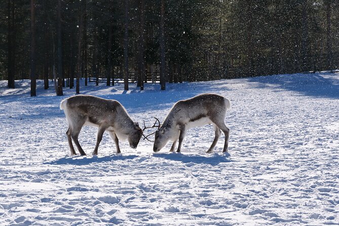 Discover Inari: Reindeer Farm, Siida Museum & Open Fire Lunch - Siida Museum in Inari: learning Sami culture without the lecture vibe