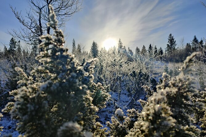 Discover Inari: Reindeer Farm, Siida Museum & Open Fire Lunch - Airamo reindeer farm: feeding, petting, and why care matters