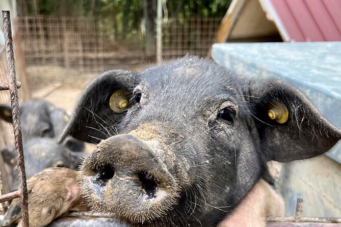 Discover Montepulciano: Cinta Senese Pigs, Lunch & wine in a Farm - Why Cinta Senese pigs are worth the detour