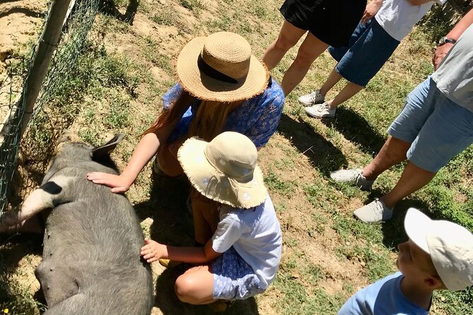 Discover Montepulciano: Cinta Senese Pigs, Lunch & wine in a Farm - Meet Ciro and the piglets: what you’ll actually do