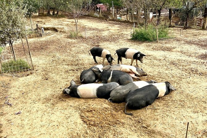 Discover Montepulciano: Cinta Senese Pigs, Lunch & wine in a Farm - Lunch time: Cinta Senese cold cuts, Pecorino di Pienza and jam