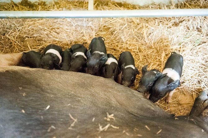 Discover Montepulciano: Cinta Senese Pigs, Lunch & wine in a Farm - Price and value: what you get for about $70