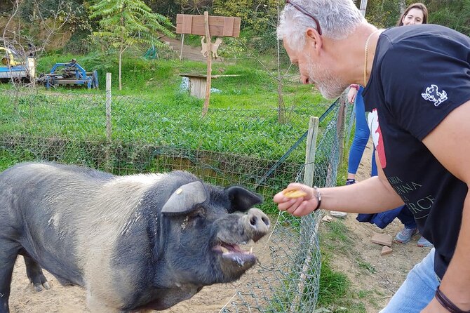 Discover Montepulciano: Cinta Senese Pigs, Lunch & wine in a Farm - Finding the farm near Montepulciano’s Via Madonna della Querce