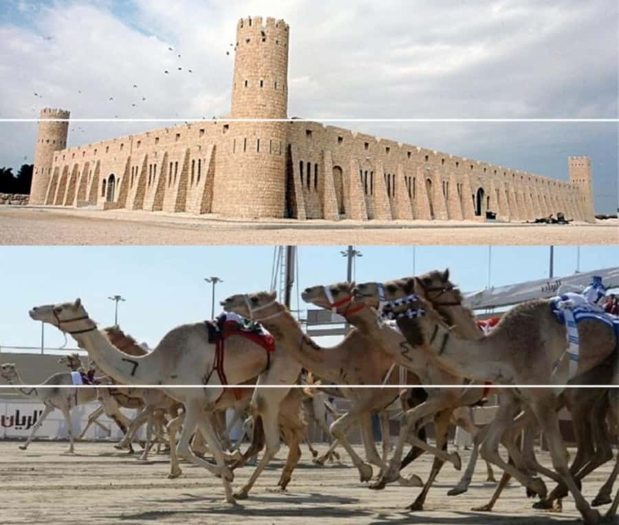 Doha Camel Racing Track: Oryx Farm & Sheikh Faisal Museum. - Arabian Oryx: spotting an endangered Qatar icon