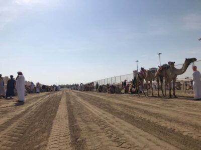 Doha Camel Racing Track: Oryx Farm & Sheikh Faisal Museum. - Al Shahaniya Camel Racing Track: training first, speed if you’re lucky
