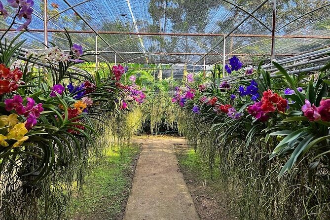 Doi Suthep Temple, Pha Lat Temple, Sticky Waterfall, Orchid farm - Price and Value: Why $78 Can Be a Good Deal Here