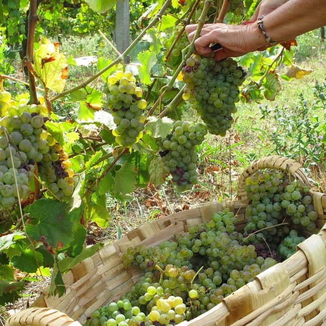 Douro Valley: Traditional Cooking Class, Farm Tour and Lunch - Price and value: is $175 worth 4 hours?