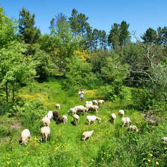 Douro Valley: Traditional Cooking Class, Farm Tour and Lunch - Welcome bites: green wine, olive oil, cheeses, and bread