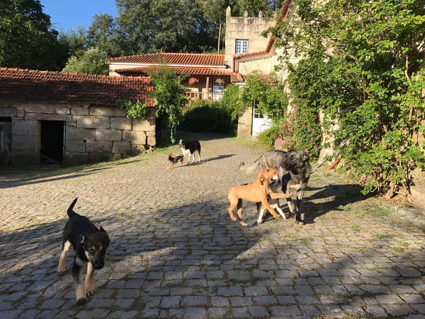Douro Valley: Traditional Cooking Class, Farm Tour & Lunch - Lunch at the Family Table: Food, Stories, and Time to Slow Down