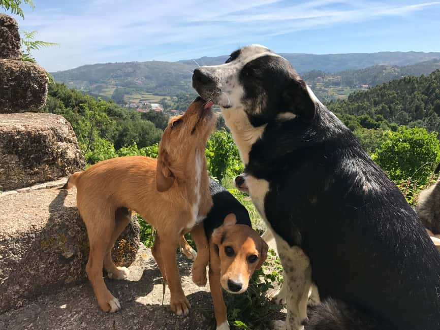 Douro Valley: Traditional Cooking Class, Farm Tour & Lunch - Getting There: Steep Road, Parking, and the Marco de Canaveses Option
