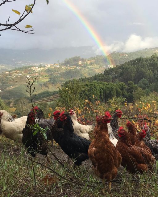 Douro Valley: Traditional Cooking Class, Farm Tour & Lunch - Who Should Book This Cooking Class and Farm Tour