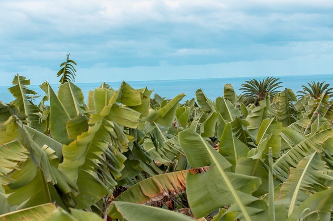 Eco banana farm Tour - Key highlights you’ll actually care about