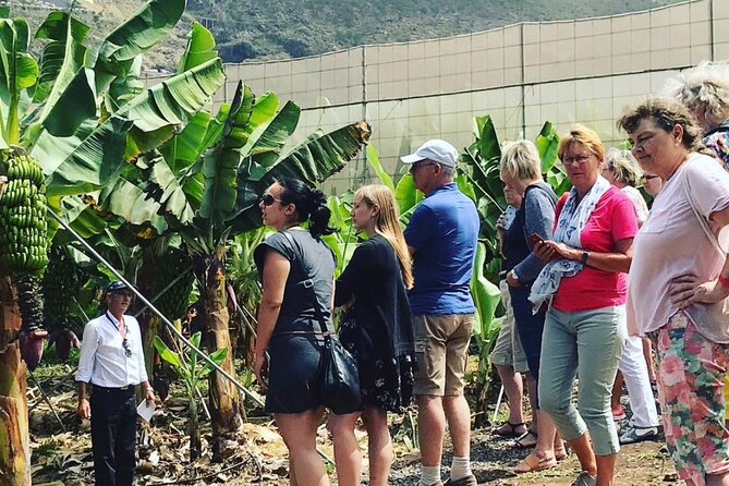 Eco banana farm Tour - Why a banana plantation tour in El Rincón feels like Tenerife at its core