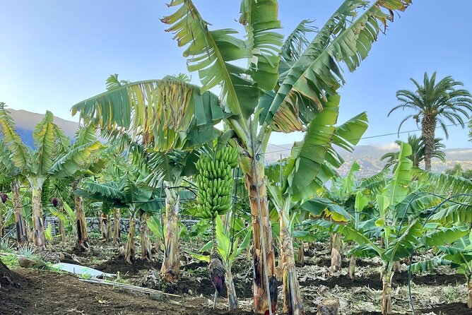 Eco banana farm Tour - The 45–55 minute owner-led walk: what you’ll learn as you go