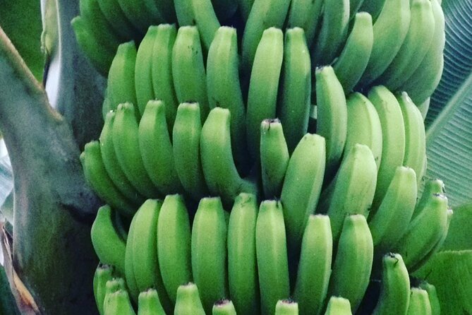 Eco banana farm Tour - Banana tastings and the liqueur shot: the payoff at the end