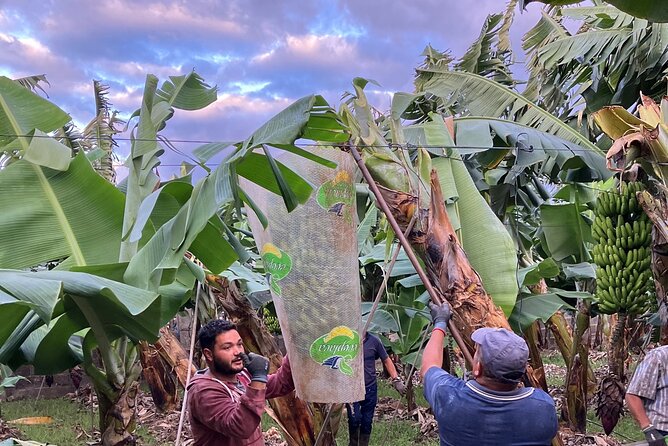 Eco banana farm Tour - What to pack for a farm walk (and how to handle the flies)