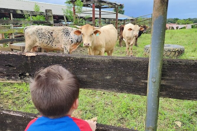 Eco Friendly Farming Tour to Explore Dorado's Most Beautiful Farm - Stop 2: The Giant Grass Maze (Optional) and Its 3-Mile Trail Challenge