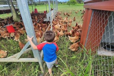 Eco Friendly Farming Tour to Explore Dorado's Most Beautiful Farm - What You’ll See: Pasture-Raised Animals and Regenerative Methods