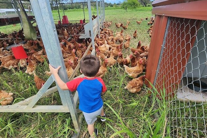 Eco Friendly Farming Tour to Explore Dorado's Most Beautiful Farm - What You’ll See: Pasture-Raised Animals and Regenerative Methods