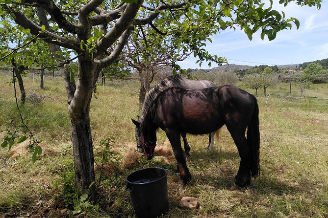 Ecotourism: Organic Farm & Animal Tour near Serra da Estrela - Orchard, olive grove, and vineyard: 250 ancient olive trees and traditional grapes