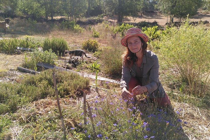 Ecotourism: Organic Farm & Animal Tour near Serra da Estrela - The tasting platter: cheese, olive oil, olives, fruit, vegetables, and homemade jams