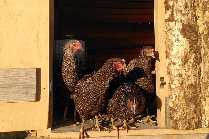 Ecotourism: Organic Farm & Animal Tour near Serra da Estrela - Sustainable living lessons: permaculture, self-sufficiency, and eco habits you can borrow