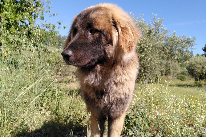 Ecotourism: Organic Farm & Animal Tour near Serra da Estrela - How the tour runs in real life: timing, meeting point, and group energy