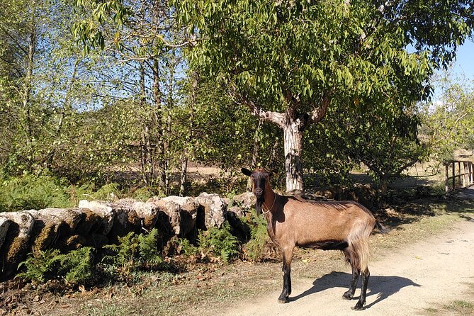 Ecotourism: Organic Farm & Animal Tour near Serra da Estrela - Price and value: $71.04 that earns its keep