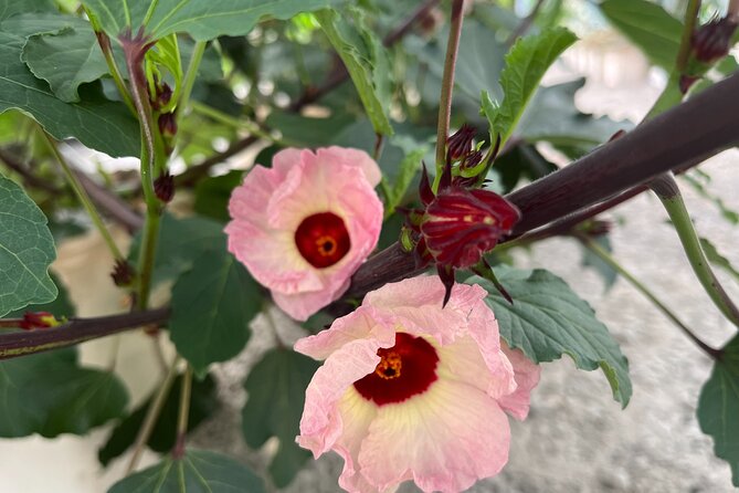 Edible Hibiscus Guided Farm Tour (Big Island) - Hamakua Coast Setting in Honokaa: Ocean Views and a Working Hibiscus Farm