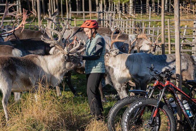 Electric Fatbike Trip to the Reindeer Farm - Price and Value: What You’re Actually Paying For