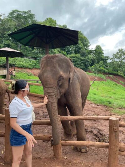 Elefin Farm & Cafe Half-day tour with Private Car - Private car in Chiang Mai: the value of not mixing groups