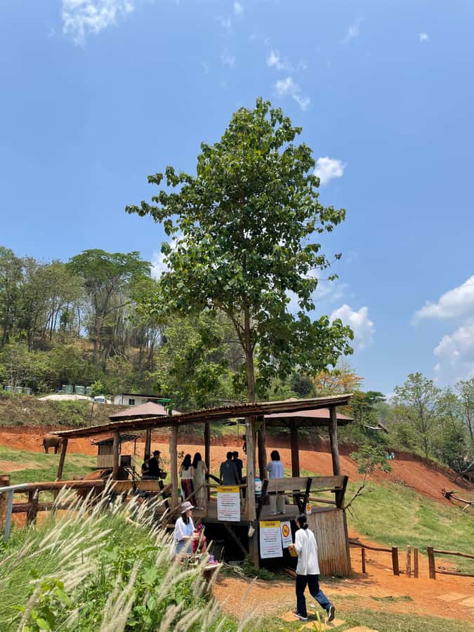 Elefin Farm & Cafe Half-day tour with Private Car - Wat Phrathat Doi Kham stop: history via your driver’s storytelling