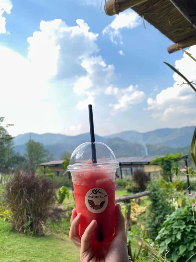 Elefin Farm & Cafe Half-day tour with Private Car - Timing and pacing: squeezing elephants and a temple into 5 hours