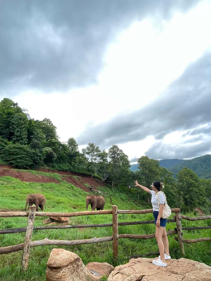 Elefin Farm & Cafe Half-day tour with Private Car - Price and logistics: what $109 really covers