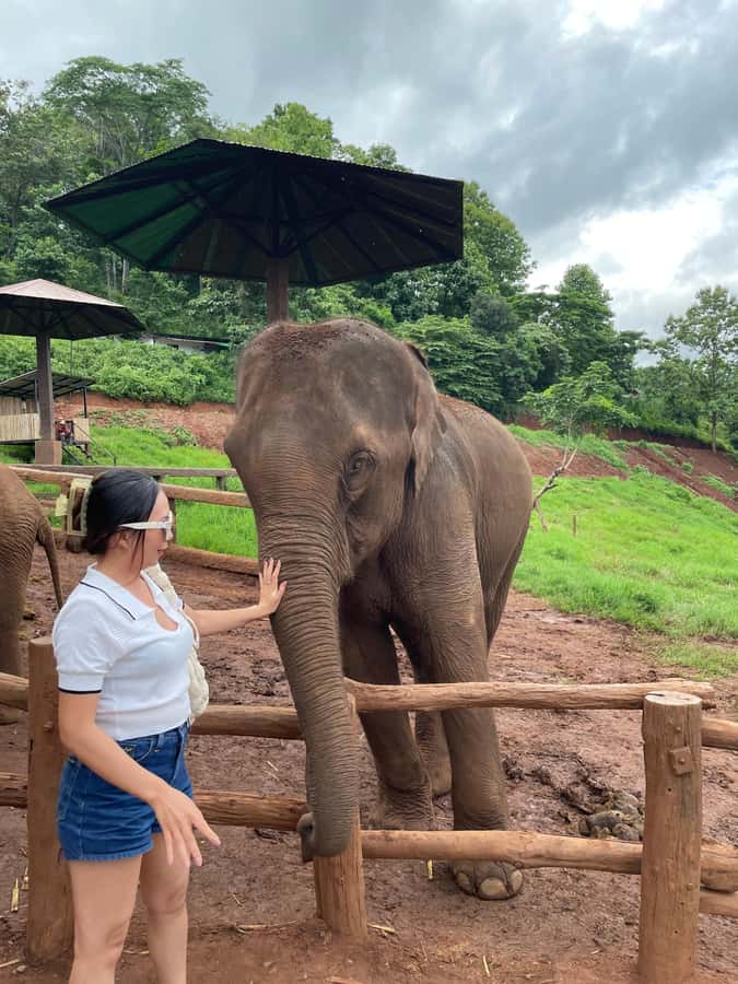 Elefin Farm & Cafe Half-day tour with Private Car - Private car in Chiang Mai: the value of not mixing groups
