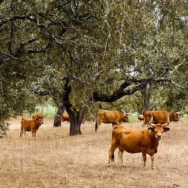 Évora: Cork Factory and Cork Farm Lunch included - From Évora Pickup to a Cork Factory Morning