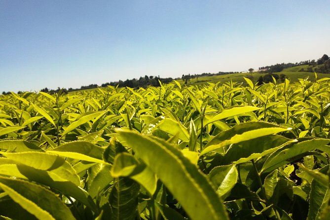 Excursion to Kiambethu Tea Farm - Getting Nairobi to Kiambethu: Pickup, timing, and smart-casual comfort