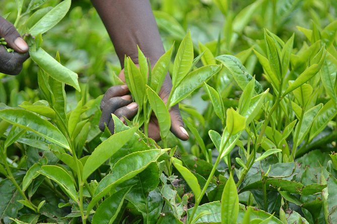 Excursion to Kiambethu Tea Farm - Kiambethu Tea Farm: the 1910 plantation walk you’ll actually remember
