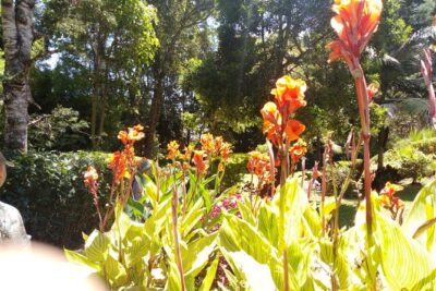 Excursion to Kiambethu Tea Farm - Lunch on the farm: why the 3-course buffet is more than just a break