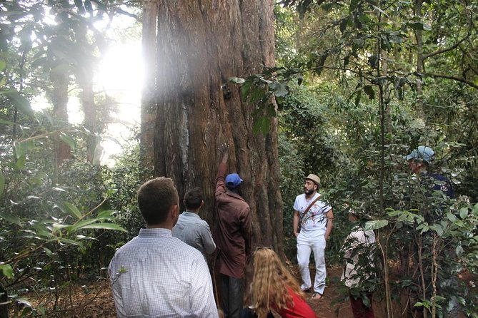 Excursion to Kiambethu Tea Farm - Price and what $140 really covers in a Nairobi day